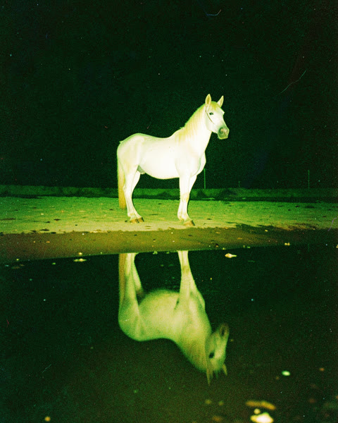 Un cheval blanc dans une flaque, la nuit